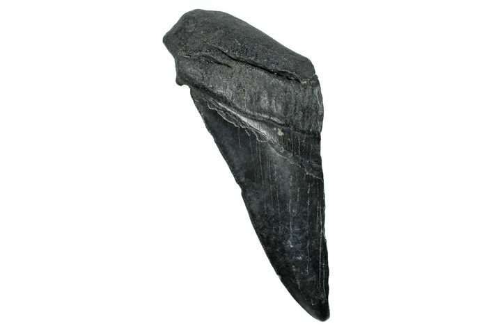 Partial Fossil Megalodon Tooth - South Carolina #250058